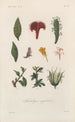 Traité de botanique générale Pl084 - François Hérincq — artwork view