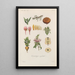 Treatise on General Botany Pl085 - François Hérincq — framed artwork on a wall