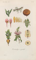 Treatise on General Botany Pl085 - François Hérincq — artwork view