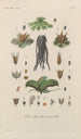 Treatise on General Botany Pl087 - François Hérincq — artwork view