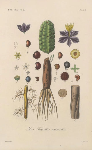 Treatise on General Botany Pl089 - François Hérincq — artwork view