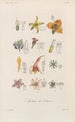 Traité de botanique générale Pl090 - François Hérincq — artwork view