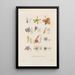 Traité de botanique générale Pl090 - François Hérincq — framed artwork on a wall
