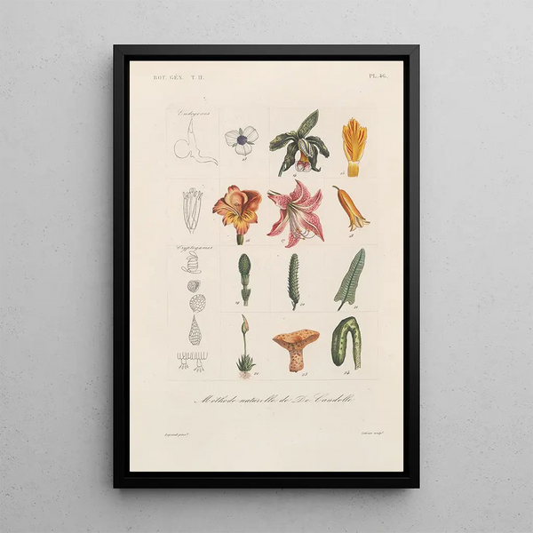 Traité de botanique générale Pl097 - François Hérincq — framed artwork on a wall