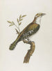 Coulou vert doré - François Levaillant — artwork view