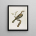 Coulou vert doré - François Levaillant — framed artwork on a wall
