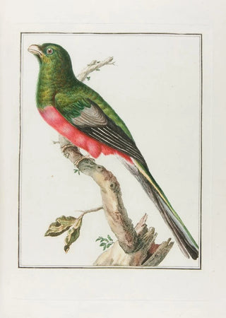 Franois Levaillant - Couroulou dafrique male.webp