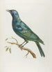 African Starling - François Levaillant — artwork view