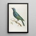 African Starling - François Levaillant — framed artwork on a wall