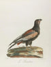 The Gambler - François Levaillant — artwork view