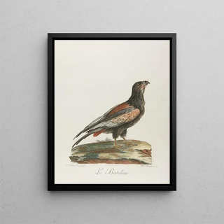 The Gambler - François Levaillant — framed artwork on a wall