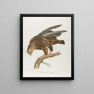 The young juggler - François Levaillant — framed artwork on a wall