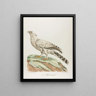 Le blanchard - François Levaillant — framed artwork on a wall