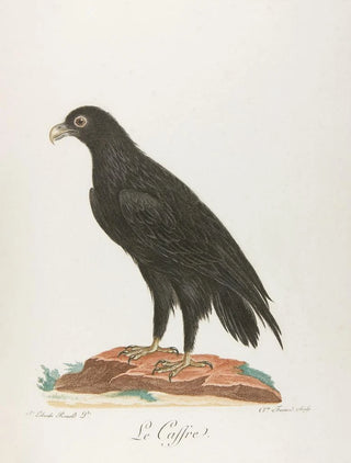 The Caffre - François Levaillant — artwork view