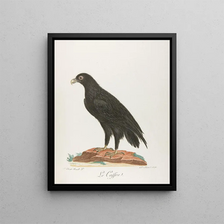 The Caffre - François Levaillant — framed artwork on a wall