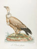 The chassefiente - François Levaillant — artwork view