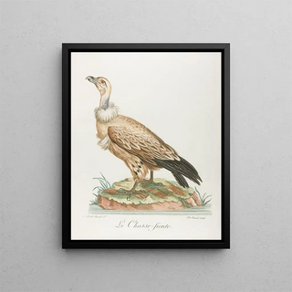The chassefiente - François Levaillant — framed artwork on a wall