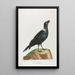 Le Corbivan - François Levaillant — framed artwork on a wall