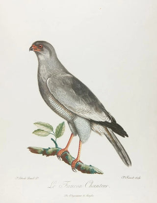 The singing falcon - François Levaillant — artwork view