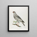 The singing falcon - François Levaillant — framed artwork on a wall