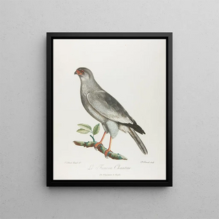 The singing falcon - François Levaillant — framed artwork on a wall
