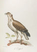 Le Griffard - François Levaillant — artwork view