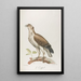 Le Griffard - François Levaillant — framed artwork on a wall