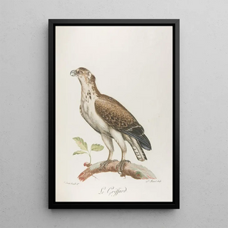 Franois Levaillant - Le griffard.webp