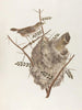 Pas souvent - François Levaillant — artwork view