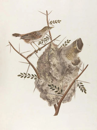 Pas souvent - François Levaillant — artwork view