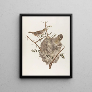 Pas souvent - François Levaillant — framed artwork on a wall