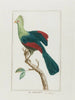 The touraco - François Levaillant — artwork view