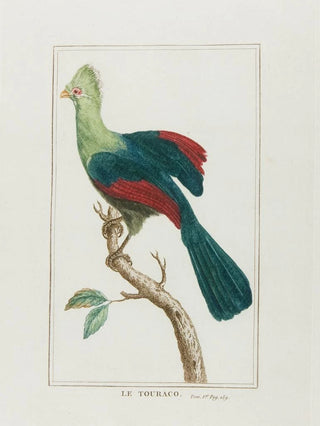The touraco - François Levaillant — artwork view