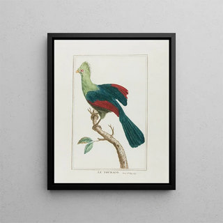 The touraco - François Levaillant — framed artwork on a wall