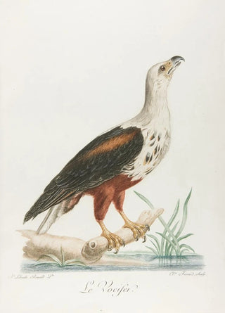 The vociferator - François Levaillant — artwork view