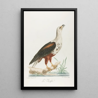 Franois Levaillant - Le vocifer.webp