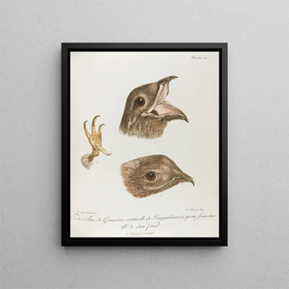 No 1 and 2 Heads of Life-size Lengoulevent - François Levaillant — framed artwork on a wall