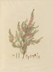 Exotic Plant Boundaries in the Royal Gardens of Kew, Plate 01 - Franz Andreas Bauer — artwork view