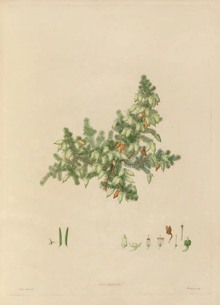Franz Andreas Bauer - Delineations of exotick plants cultivated in the Royal gardens at Kew Pl02.webp