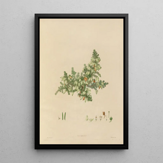 Franz Andreas Bauer - Delineations of exotick plants cultivated in the Royal gardens at Kew Pl02.webp