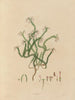 Exotic Plant Boundaries in the Royal Gardens of Kew, Plate 03 - Franz Andreas Bauer — artwork view