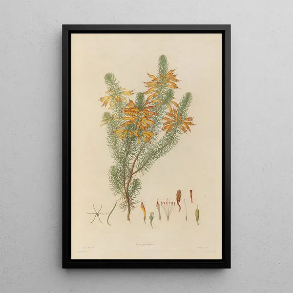 exotic plant drawings cultivated in the royal gardens of Kew Pl08 - Franz Andreas Bauer — framed artwork on a wall