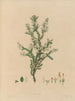 Exotic Plant Boundaries in the Royal Gardens of Kew, Plate 14 - Franz Andreas Bauer — artwork view