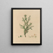 Exotic Plant Boundaries in the Royal Gardens of Kew, Plate 14 - Franz Andreas Bauer — framed artwork on a wall