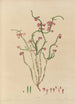 exotic plant drawings cultivated in the royal gardens of Kew Pl15 - Franz Andreas Bauer — artwork view