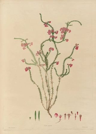 Franz Andreas Bauer - Delineations of exotick plants cultivated in the Royal gardens at Kew Pl15.webp