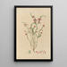 exotic plant drawings cultivated in the royal gardens of Kew Pl15 - Franz Andreas Bauer — framed artwork on a wall