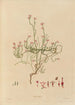 exotic plant drawings cultivated in the royal gardens of Kew Pl21 - Franz Andreas Bauer — artwork view