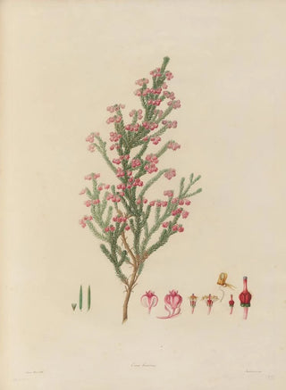 Franz Andreas Bauer - Delineations of exotick plants cultivated in the Royal gardens at Kew Pl22.webp