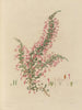 Exotic Plant Boundaries in the Royal Gardens of Kew, Plate 28 - Franz Andreas Bauer — artwork view
